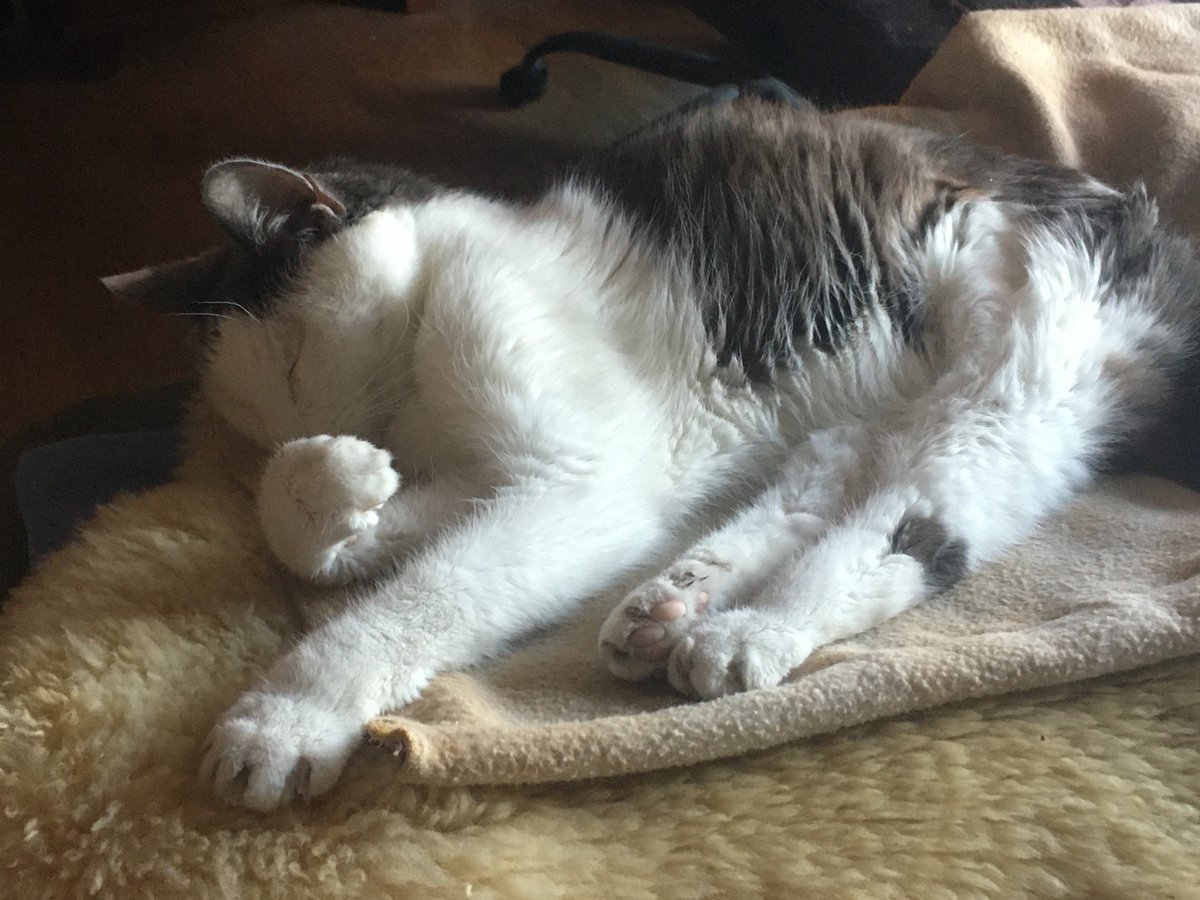 Dad and Mom made TUNA casserole for #Caturday dinner, and dad gave me some of the yummy Tuna before he mixed it in with the yucky noodles and stuff.  I think I need to relax and digest it now.  #CatsOfTwitter