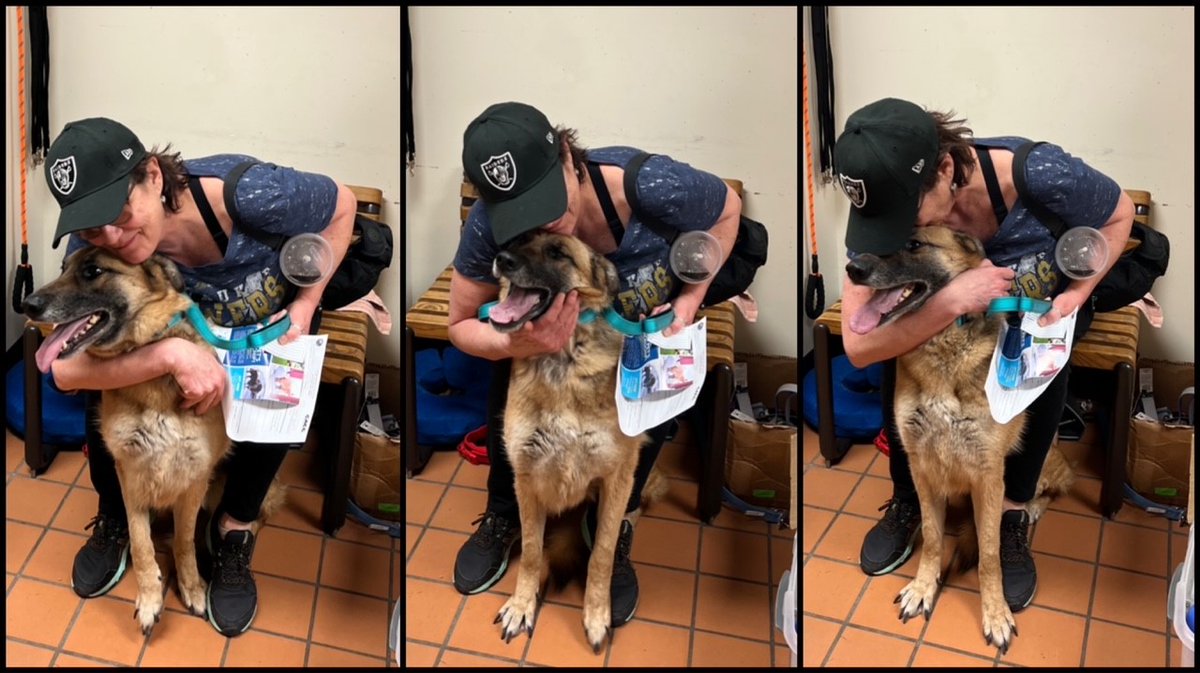 ChicagoACC's tweet photo. Microchips work!
CACC staff was able to reunite Romey with her owner in UNDER 24 HOURS thanks to her microchip!
Please make sure to get your pets microchipped! And don’t forget to update your microchip when you move or get a new phone number!
#microchipswork #microchipyourpet https://t.co/xrnXO1LQSW