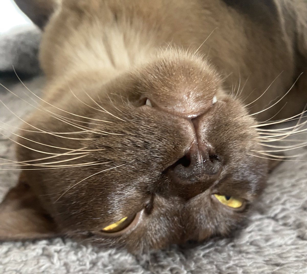 theburmesecat's tweet photo. Snoozy Sunday ….#CatsOfTwitter #SundayMorning https://t.co/y05sE7mwgO