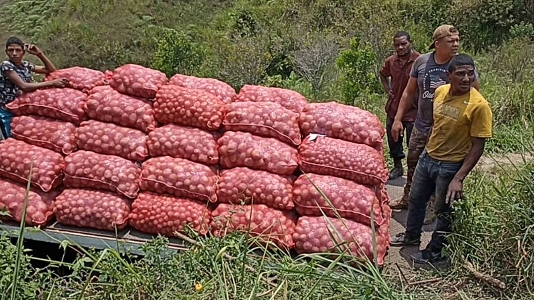 Gabrielasjr's tweet photo. Felicitamos a los productores de Curimagua Edo Falcón, por la 1era cosecha de semilla certificada de papa María bonita, un hecho histórico!

La Alianza Científica Campesina se materializa en 18 estados del país. Un logro de los 10 años de gestión del Presidente @NicolasMaduro https://t.co/3rcrZoRWY9