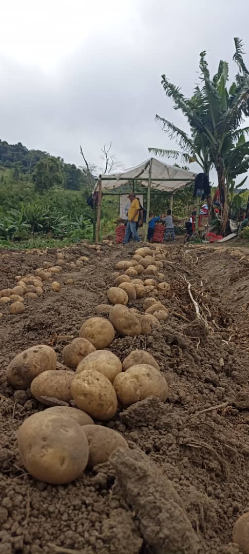 Gabrielasjr's tweet photo. Felicitamos a los productores de Curimagua Edo Falcón, por la 1era cosecha de semilla certificada de papa María bonita, un hecho histórico!

La Alianza Científica Campesina se materializa en 18 estados del país. Un logro de los 10 años de gestión del Presidente @NicolasMaduro https://t.co/3rcrZoRWY9