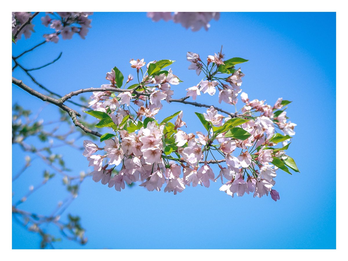 Spring is finally happening in #CrystalPalace….not quite the ‘Sakura’ but lovely all the same!

#SE19 #bestplacestolive 

📷: Leica Digilux 2