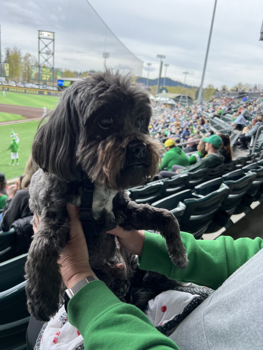 MichelleMSutton's tweet photo. #GoDucks https://t.co/FF2XoGrOYg