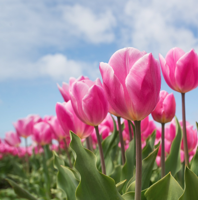 AuthorSAdrien's tweet photo. Leisurely walks and happy-colored flowers are good for the soul.

The regency romance sale on Instead of Harmony ends in just a few hours! Did you grab your copy?
https://t.co/mtDw6fyK0H

#springtime #nature #flowers #regencyromance https://t.co/ibXAxVNPv6