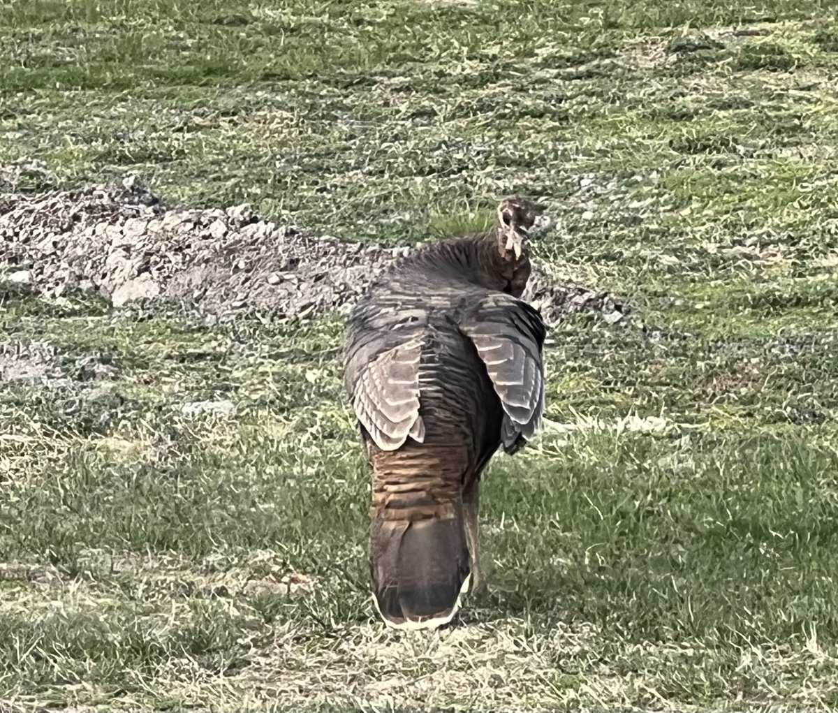 TuckerPoodleMA's tweet photo. Saw these two out on a date tonight lol https://t.co/BIRtLqKgmC