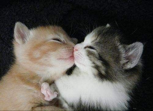 Why you should have a cat (@shouldhavecat) on Twitter photo 