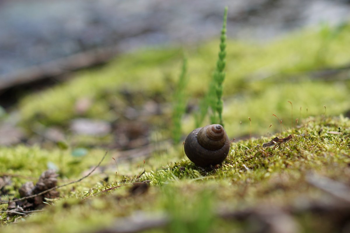 JRussPhoto's tweet image. Snail Shell 4.15.23