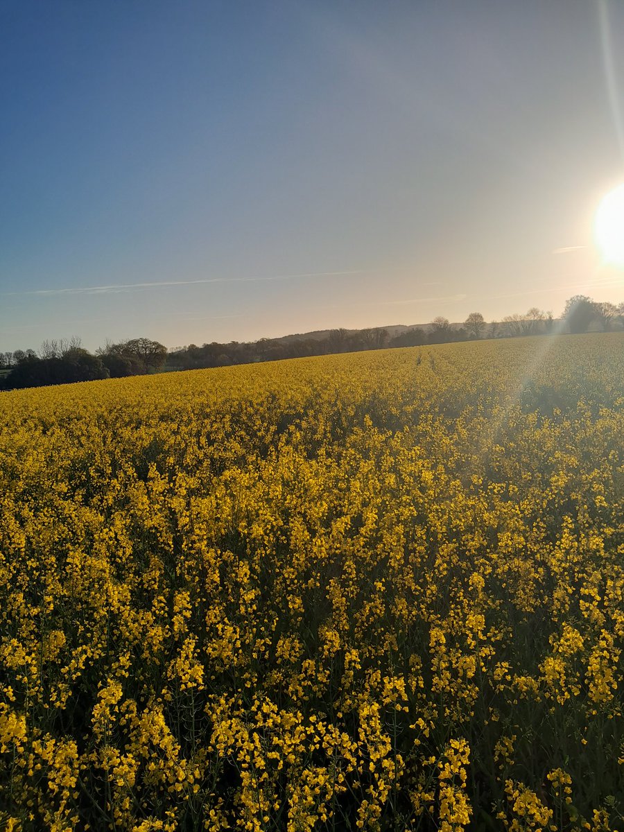 Colza bio semé à 75