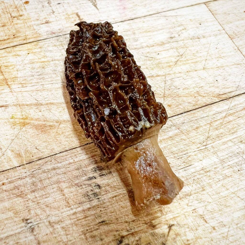 TMGastronaut's tweet photo. How do you like to enjoy your #morelmushrooms? What’s your favorite way to cook them?
This #morel is stuffed with #dryagedbeef, @yellowhousecheese, #ramps, and #springgarlic from @codymgrey.
It’s nearly time to #forage for #wildmushrooms in #cleveland! https://t.co/4XuZ36EsbN https://t.co/Z1l3lJD3gI