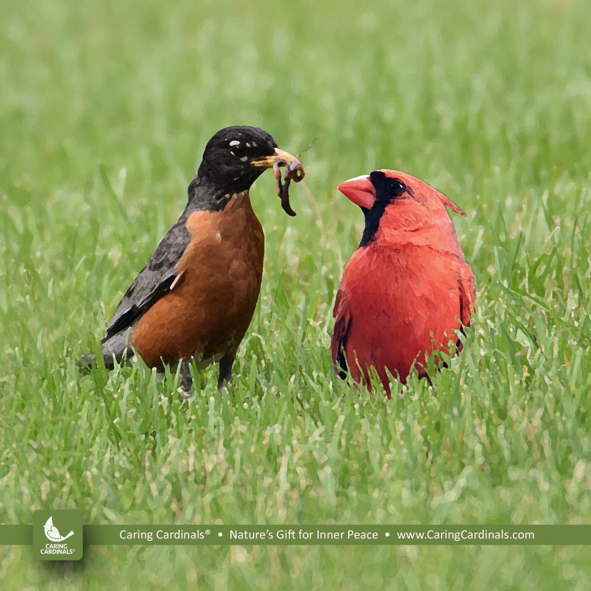 caring_cardinal's tweet photo. “Thanks Robin, but I just ordered a pizza with black oil sunflower seeds from Domino’s!”
Visit https://t.co/nw5BfOpCCR for inspiring cardinal stories, poetry, photos, gifts & more!
#cardinal #angel #heaven #spirituality #caringcardinals #cardinalgift #memorialgift #sympathygift https://t.co/k4g8VzV6NI
