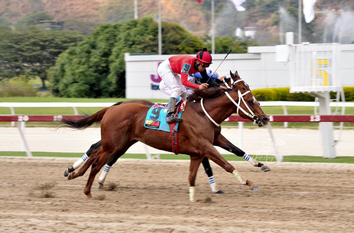 #Hipismo🇻🇪 Masttery buscará retomar el rumbo victorioso este domingo en La Rinconada

Así reaparezco nuevamente en el hipismo, agradecido con toda la familia de <a href="/jockeypronos/">Jockey Pronósticos</a> por  todo el cariño.

<a href="/rhogerz/">Rhoger</a> 🙏

jockeypronosticos.com/index.php/2023…