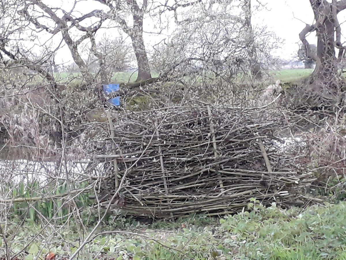 DHarazny's tweet photo. That's what I call as good afternoons work, Willow, the bugs will love this once it starts to break down, good place for nesting Robins as I placed a box inside #nature #forbugs #woodpile #dosomethingtohelpwildlife https://t.co/XxJ3SWRV2e