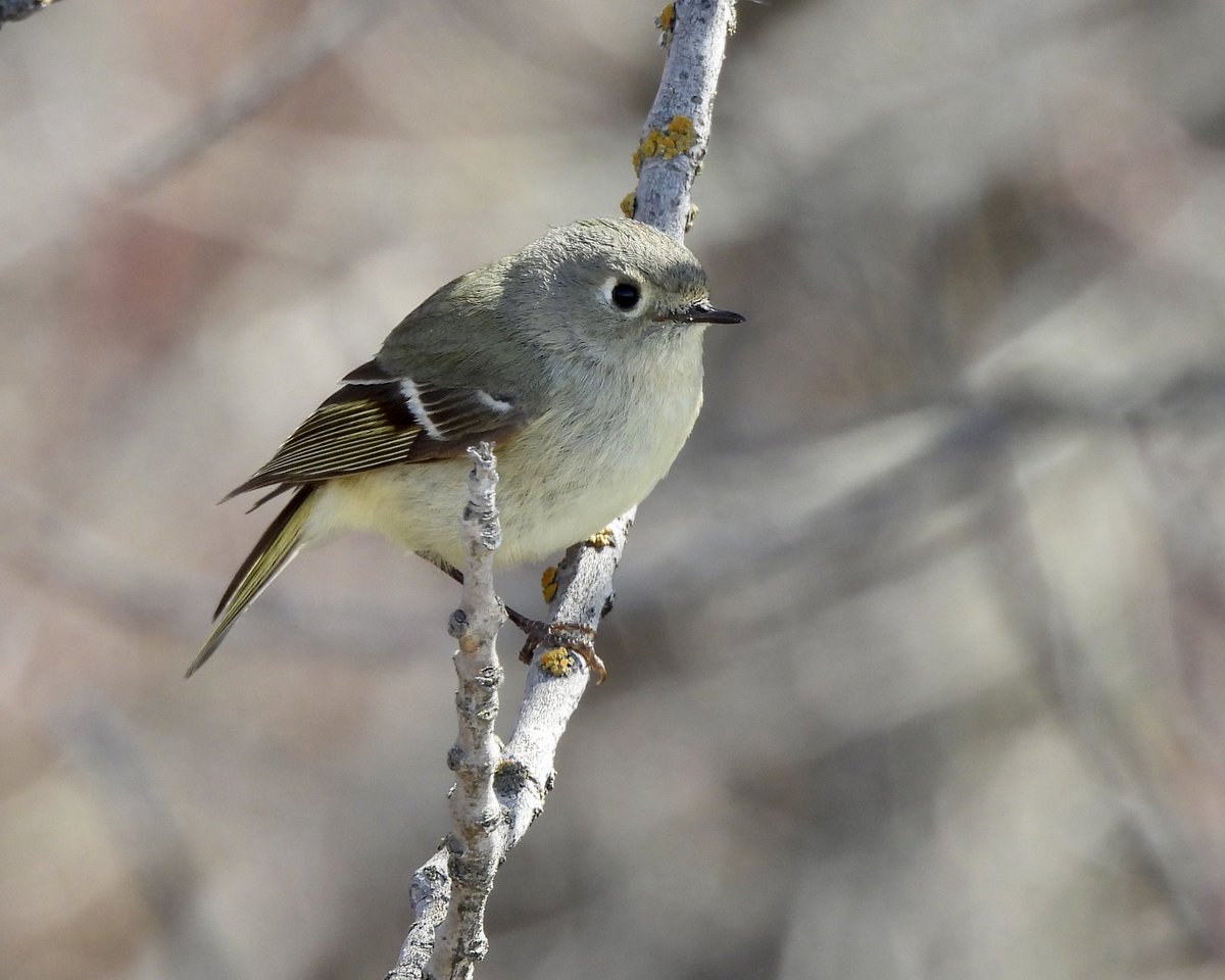 candiburke's tweet photo. You can either get it in focus (with a stick in the way), or get the ruby crown, but you can’t have both #somanysticks #birdwatching https://t.co/H1nesmleyg