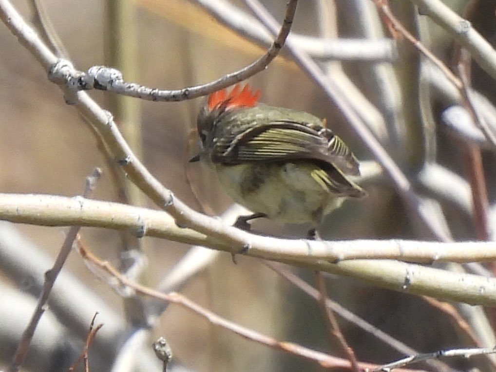 candiburke's tweet photo. You can either get it in focus (with a stick in the way), or get the ruby crown, but you can’t have both #somanysticks #birdwatching https://t.co/H1nesmleyg