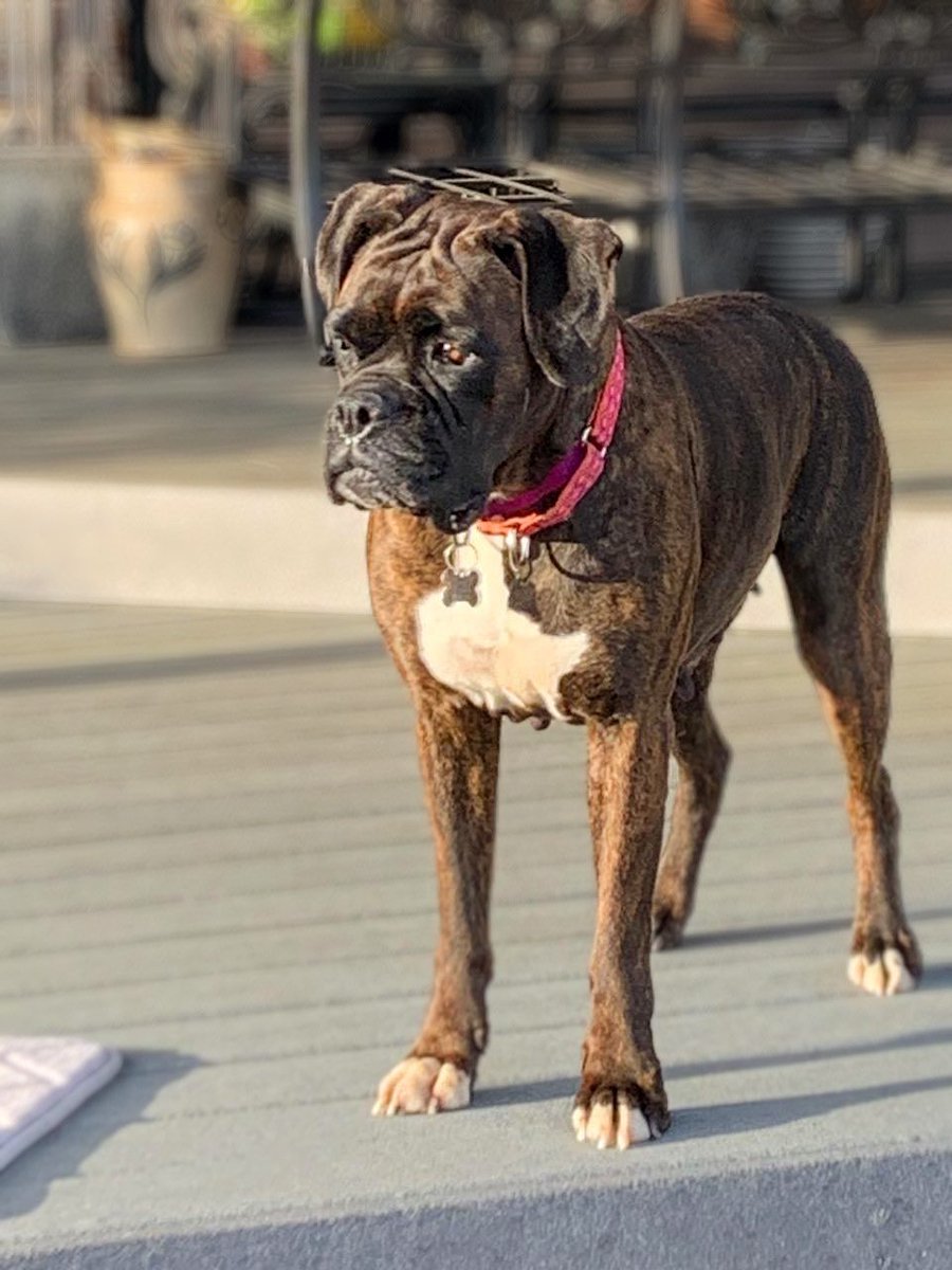 Alaina is a gorgeous brindle girl. Fostered in Lancaster, PA. Home of 1000’s of inhumane legal & illegal puppy mills. Alaina loves other dogs, loves car rides & to play with toys. #boxerdogs #adoptme #adoptdontshop #boxerlife  #boxerlover #boxersoftwitter #rescuedogs #rescuelife