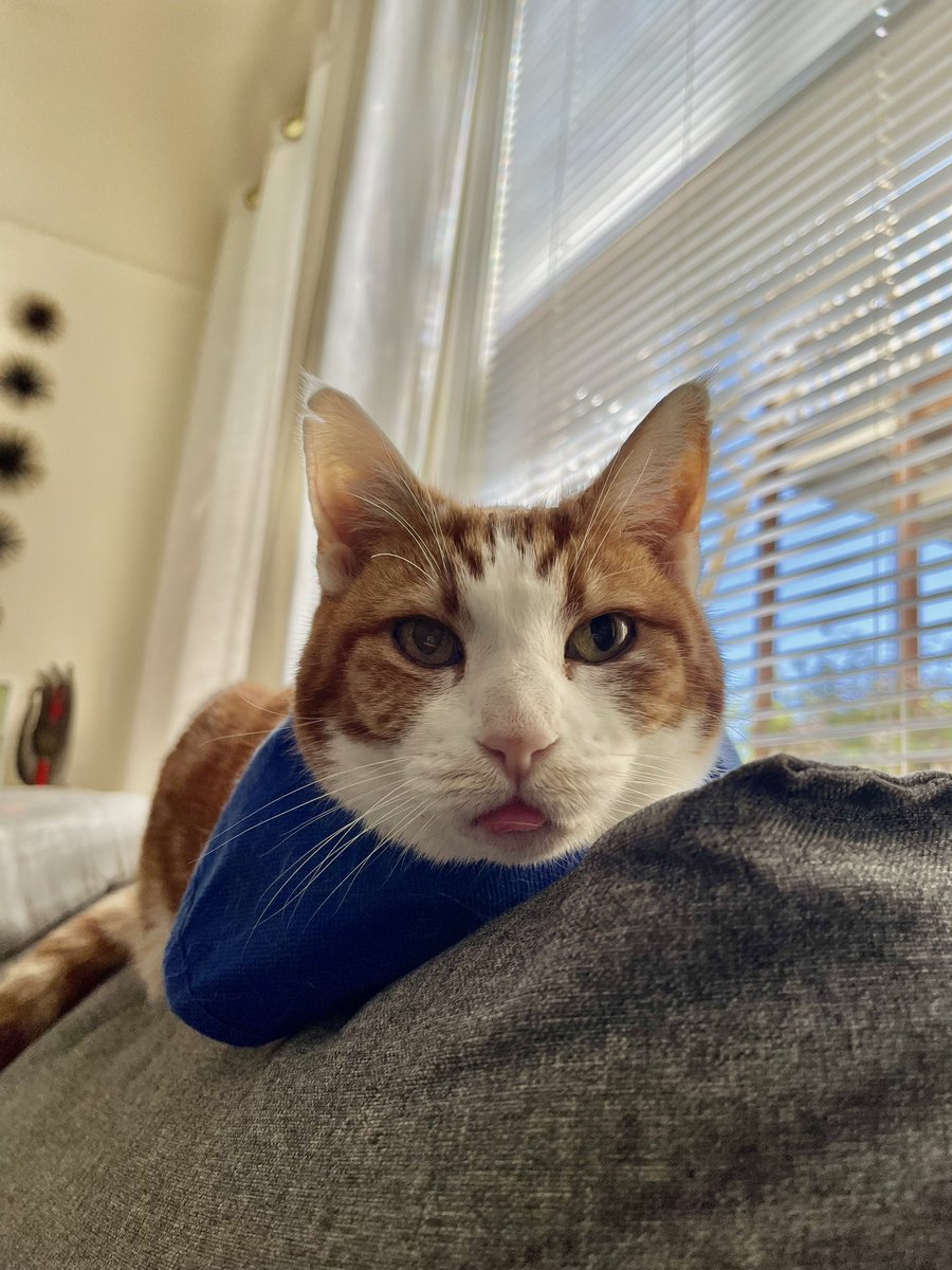 SqueakyMissD's tweet photo. When those pain meds kick in
👁️👅👁️
#Caturday
#Gingerlicious🧡
#CancerWarrior
#MammaryCancer
#SurgeryRecovery
#FuckCancer🖕🏼
#CatsOfTwitter https://t.co/yq8AOUz1Q7