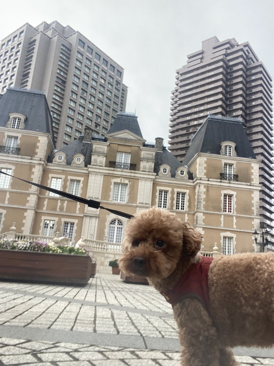 willmarrypele's tweet photo. 【今朝のお散歩🐶】
今朝は朝陽を浴びながらの散歩だったワン！
みなさま熱中症に気をつけてだワン！

#結婚相談所 #結婚 #婚活 #WillMarry #散歩 #犬好きさんと繋がりたい #IBJ
#御成婚  #恵比寿結婚相談所　#東京結婚相談所 https://t.co/mY0fNccCv9