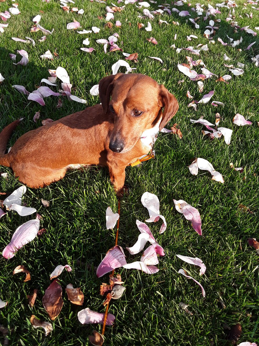 ThisIsSnoopDog's tweet photo. #dachundMafia #dogsoftwitter #sauagedog #Dachshunds #DachshundsOFOhio #CampbellOhio #1stWard #four4405 @TimJOBryan https://t.co/H01WyEq8Ge