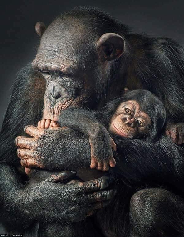 RincnCuriosoo's tweet photo. Llegará un día en que los hombres conocerán el ‘alma de los animales’ y entonces matar a un animal será considerado un delito, como matar a un ser humano. https://t.co/bMUIoeiSYW