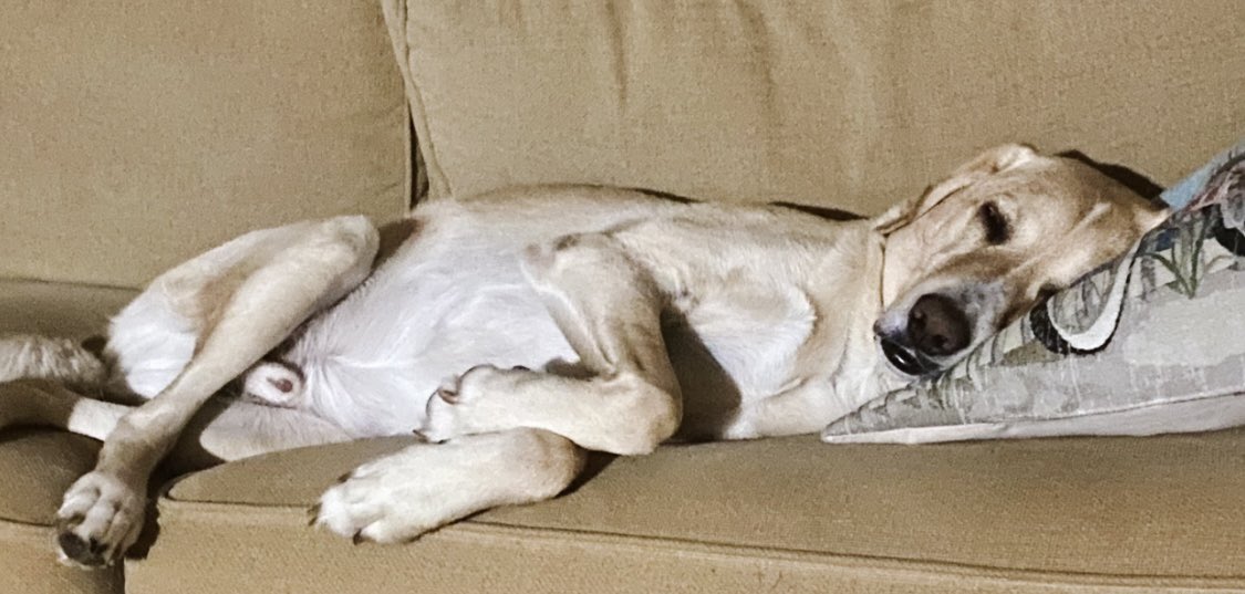SawyerInsurance's tweet photo. Someone is glad we are home from vacation.  Or at least he is glad to have his own bed back 
#juniortheinsurancedog https://t.co/ydOiWq014c
