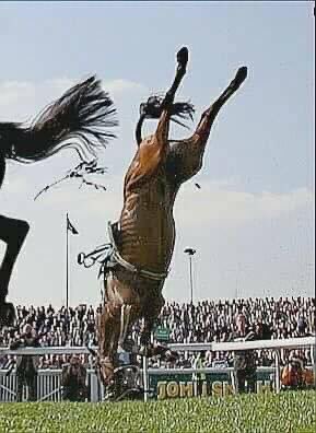 Let’s face it the Grand National is just legal glamourised animal abuse #GrandNational2023