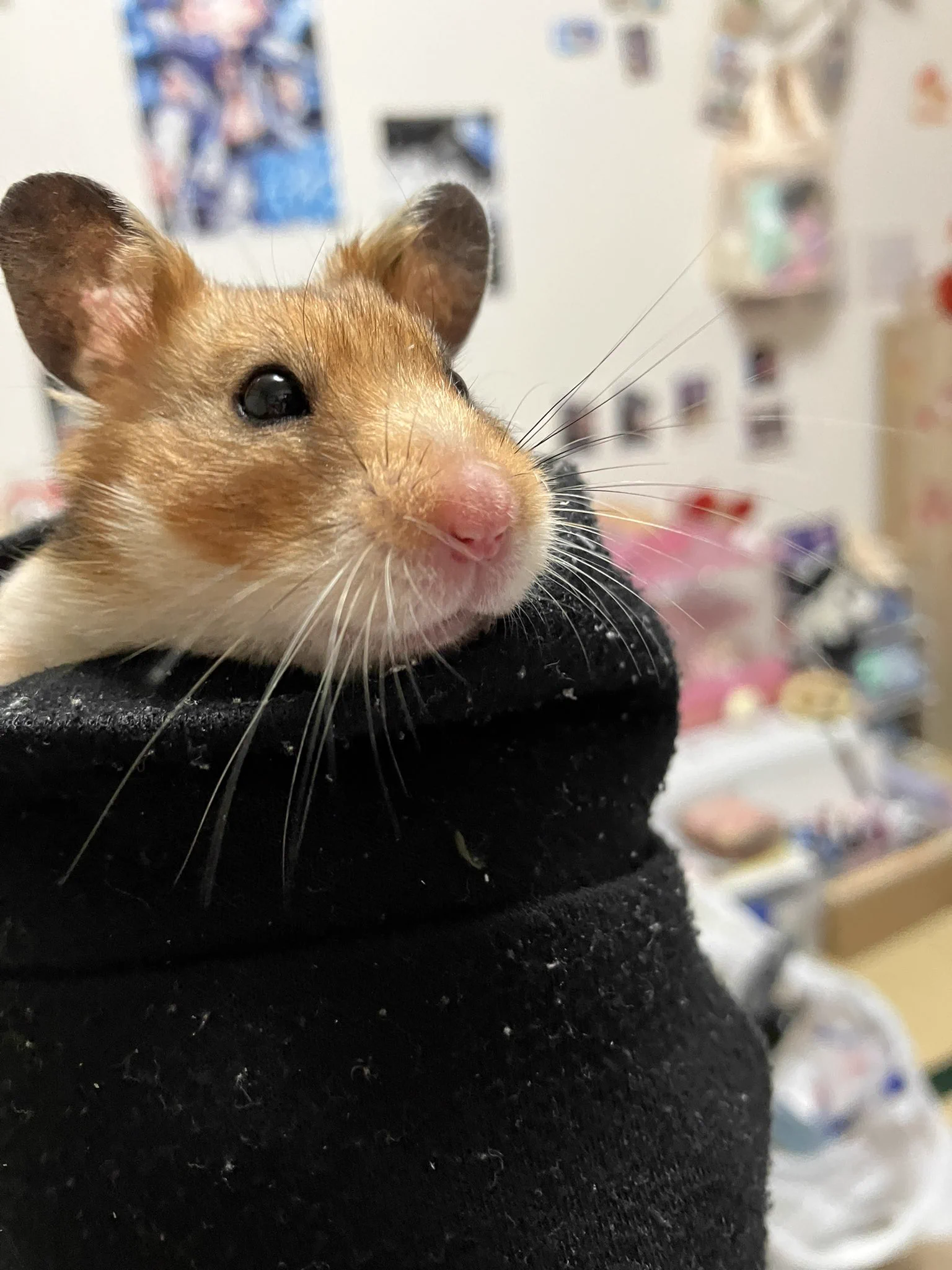 @yuhachi_hamster うちのネズミ(はむ)は袖にダイブしてくるので実質FuwaFuwa... 