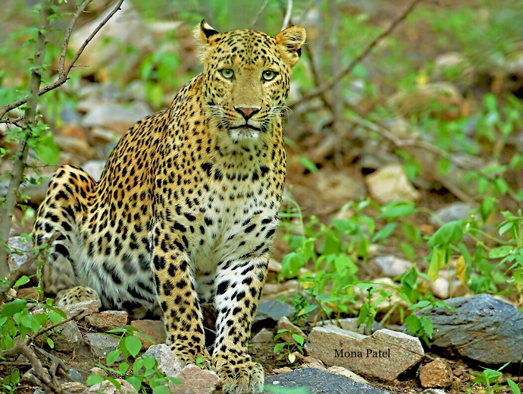The leopard’s deep gaze is bound to leave anyone stupefied. But spotting a leopard can be a very unceremonious affair. It’s Not very easy to spot, owing to their coats which blend well with their surroundings.
#Jhalana #Jaipur 🌳
#natgeoindia #ThePhotoHour #BBCWildlifePOTD