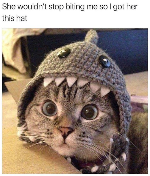 WholesomeMeme's tweet photo. https://t.co/zoiNVZVE5Z