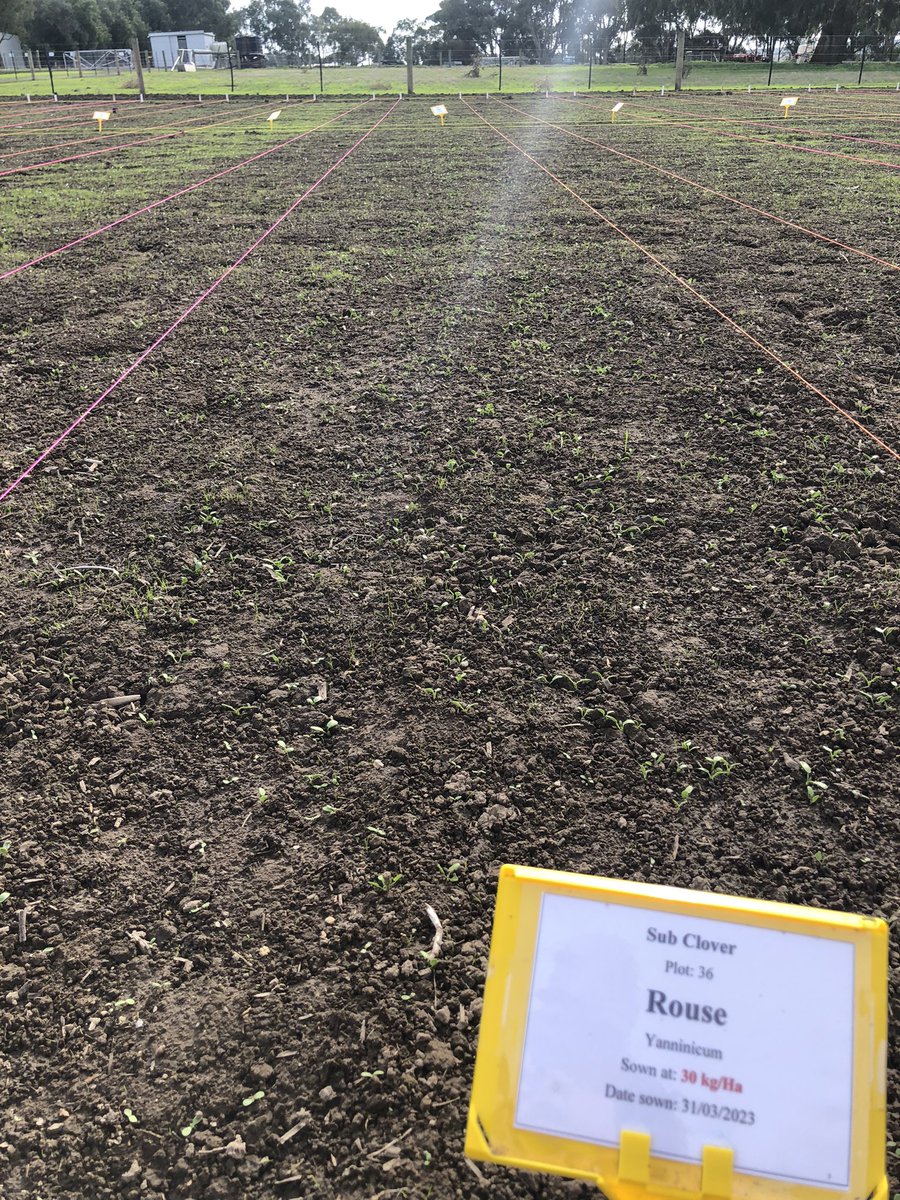 MiltonSite's tweet photo. The first trial of the season is out of the ground! #vickerybros #mcdonaldruralservices #trials #clover #2023 https://t.co/iayQWTIVA4
