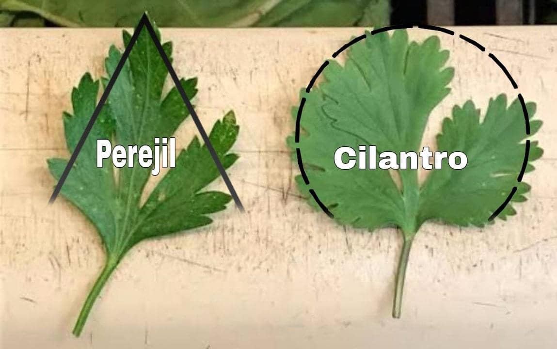 EnsedeCiencia's tweet photo. RECUERDEN AMIGOS: 

— Perejil con "P" de pirámide.
— Cilantro con "C" de circulo. https://t.co/gjJRgbuIzh