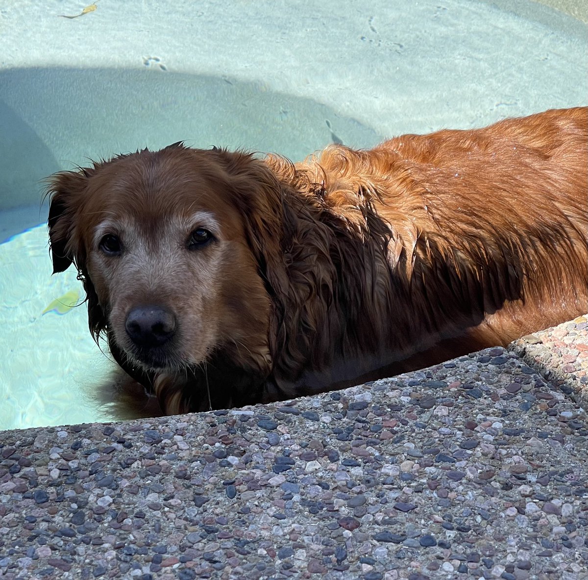 Pool time! #goldenretrievers #CaliforniaDogs