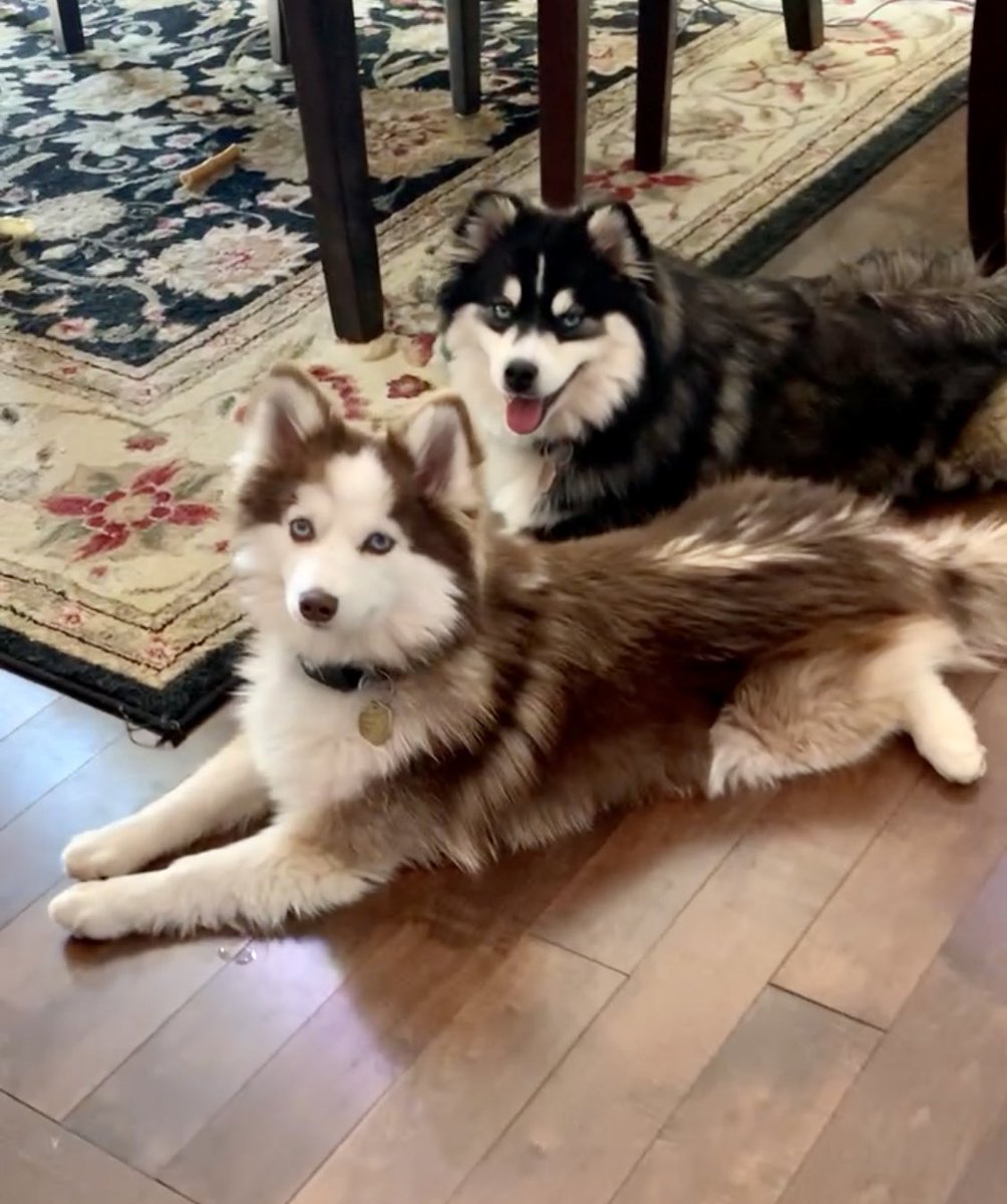 Taking my dogs for a walk during allergy season is like embarking on a quest to Mordor. There are pollen clouds everywhere, and I swear I can hear the trees whispering 'sneeze' in elvish. But my trusty companions are here to protect me! #AllergySeason #FantasyAuthorLife #DogMom