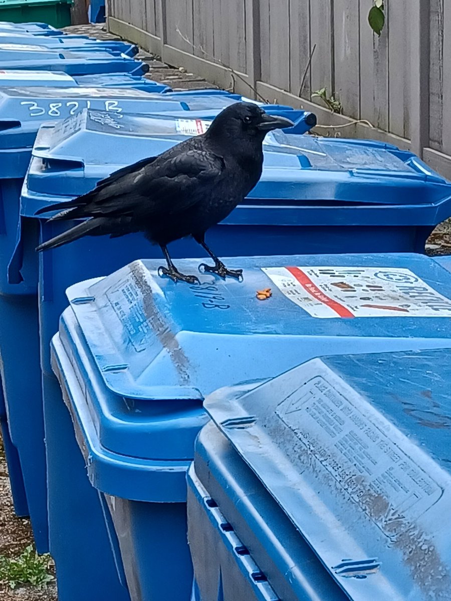 RaathCatarn's tweet photo. @madfishmonger One of my crows saying hello this morning 😍 https://t.co/7znex0sRry