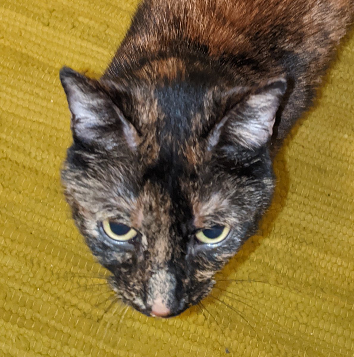 Thanks to all the fine folks who grabbed a copy of the Oodles EP "Life After Death" over on Bandcamp!  Get it for only $4 and all sales go to Make-a-Wish
#indierock #chicagomusic