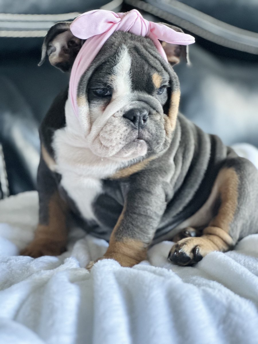 henrykleeKTVU's tweet photo. They invaded San Bruno home, hit man w/AR-15 &amp; .45,forced him to open safe &amp; took $20K, $14K 24k gold necklace, $4K in Air Jordans &amp; 2 English bulldog puppies,Tootsie &amp; Hercules, worth $20K. “I feel terrified,” victim tells me. “They disrupted everything.” @SanBrunoPolice on case https://t.co/Qlz0pvlFYk