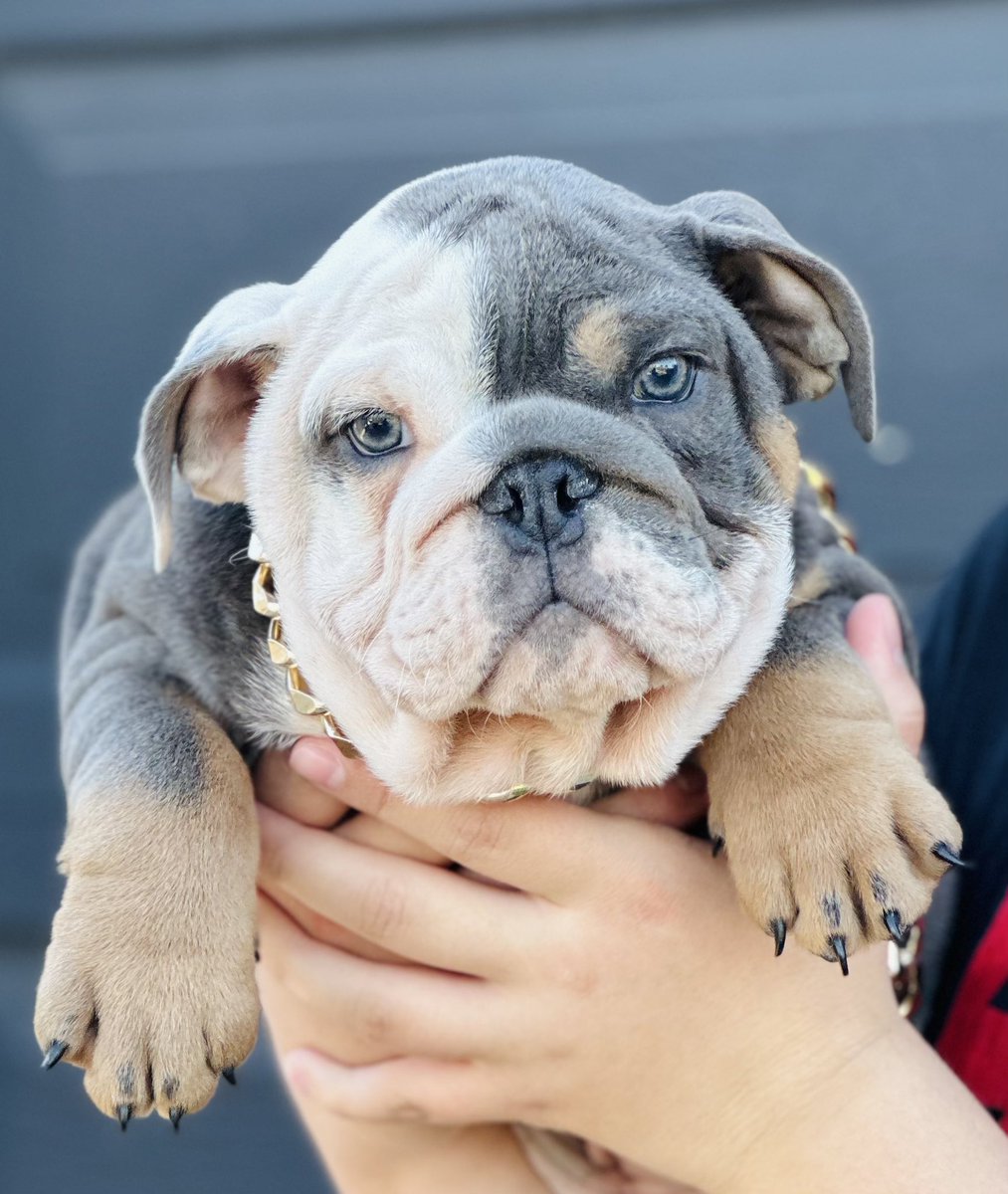 henrykleeKTVU's tweet photo. They invaded San Bruno home, hit man w/AR-15 &amp; .45,forced him to open safe &amp; took $20K, $14K 24k gold necklace, $4K in Air Jordans &amp; 2 English bulldog puppies,Tootsie &amp; Hercules, worth $20K. “I feel terrified,” victim tells me. “They disrupted everything.” @SanBrunoPolice on case https://t.co/Qlz0pvlFYk