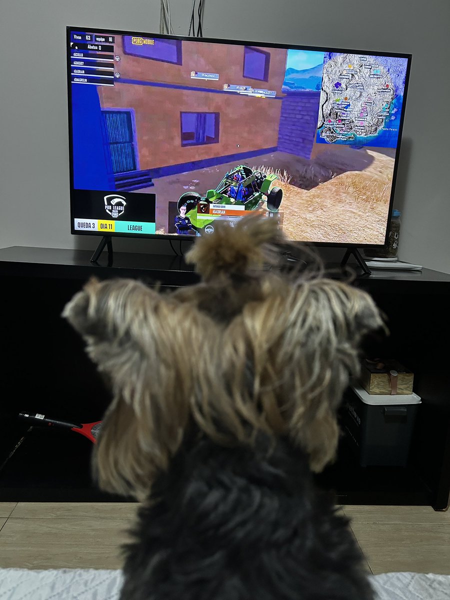 karolpnto's tweet image. Aqui em casa todo mundo acompanhado a #PMPLBR até o cachorro é pubgeiro. #GoInf 💜