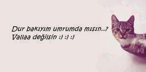 Sercan Özcan (@sercan_1658) on Twitter photo 