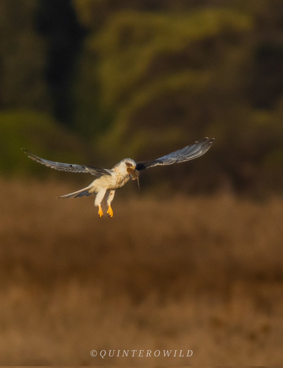 El bailarín y su merienda.

Después de varios intentos, este BAILARÍN se lanzó en picada y capturó un ratón, el cuál se comió de inmediato.
Que buen momento pudimos observar, la perseverancia siempre trae frutos, un aplauso al bailarín que siempre lo intentó.
#avesdechile