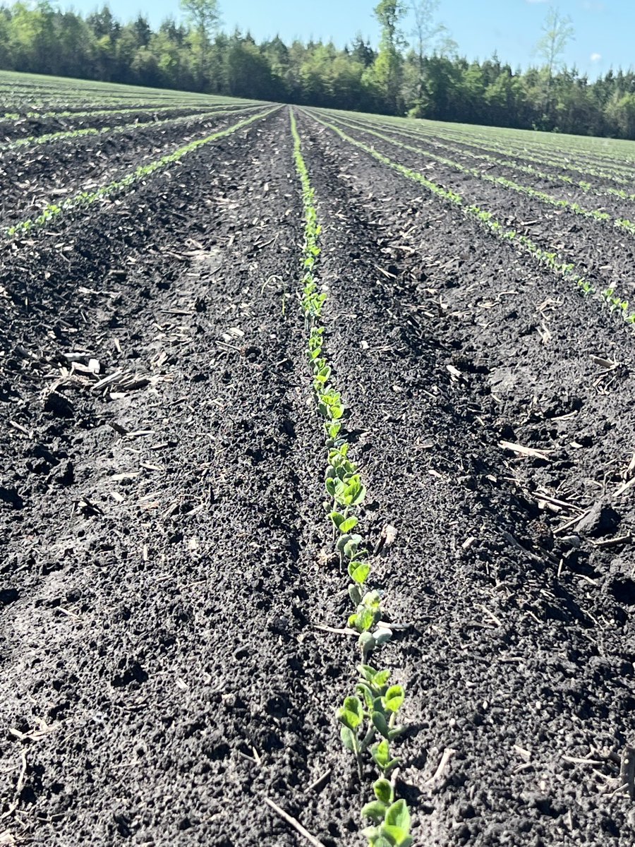 Todd Boyd tweet media