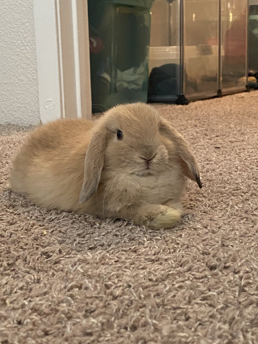 emilyvelaa's tweet photo. newest bun https://t.co/0xG19IqjKw