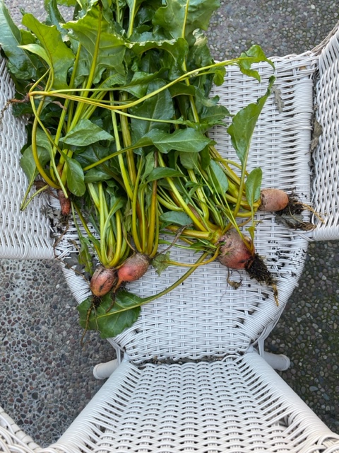 WritandRhet's tweet photo. Beets from our first-ever winter garden. Yay! https://t.co/8ryxC24msC