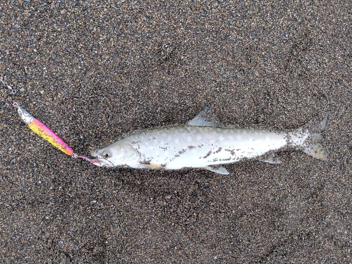 YoshiGandF's tweet photo. 今朝はチビアメで終了。トドがまだウロウロしててあまり良くないです。#道北日本海 #サーフフィッシング #テンリュウ #SAKURAcustom #海アメマス https://t.co/kaToT1CcaJ
