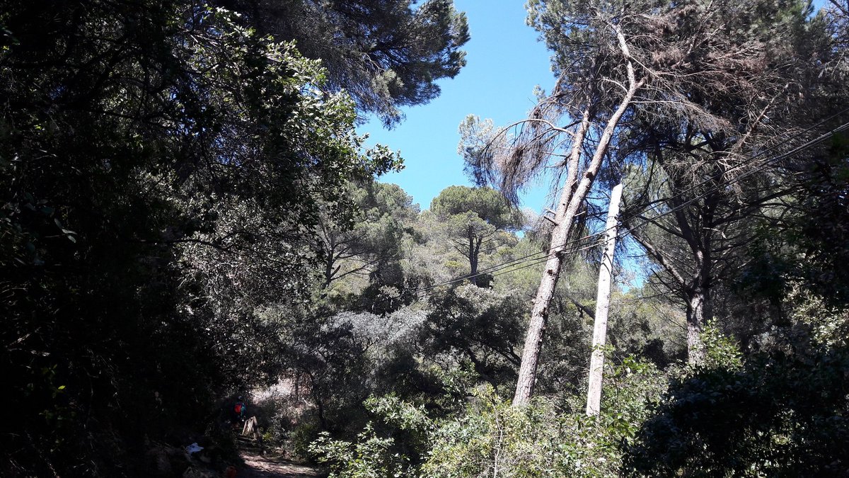 .<a href="/MedioAmbAND/">Consejería de Sostenibilidad y Medio Ambiente</a> finaliza los trabajos de PODA en ALTURA 🌲🪜🪚🪵 en senderos de uso público de la  provincia de Córdoba.  Un retén experto de <a href="/AndaluciaAMAyA/">AMAYA</a> elimina más de 100 🌳 secos o enfermos durante 3 meses. Complicado y necesario trabajo para la seguridad de los usuarios.