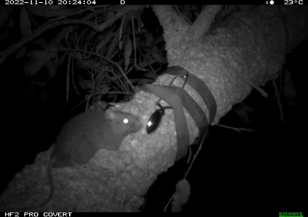 AWC ecologists have been monitoring Bush Rat & Brown Antechinus populations @harbourtrust's North Head for 5 years, so we're thrilled to announce that the total captures for each species in 2022 were the highest they've been since reintroductions began!

📸W Lawler, C Thomas/AWC