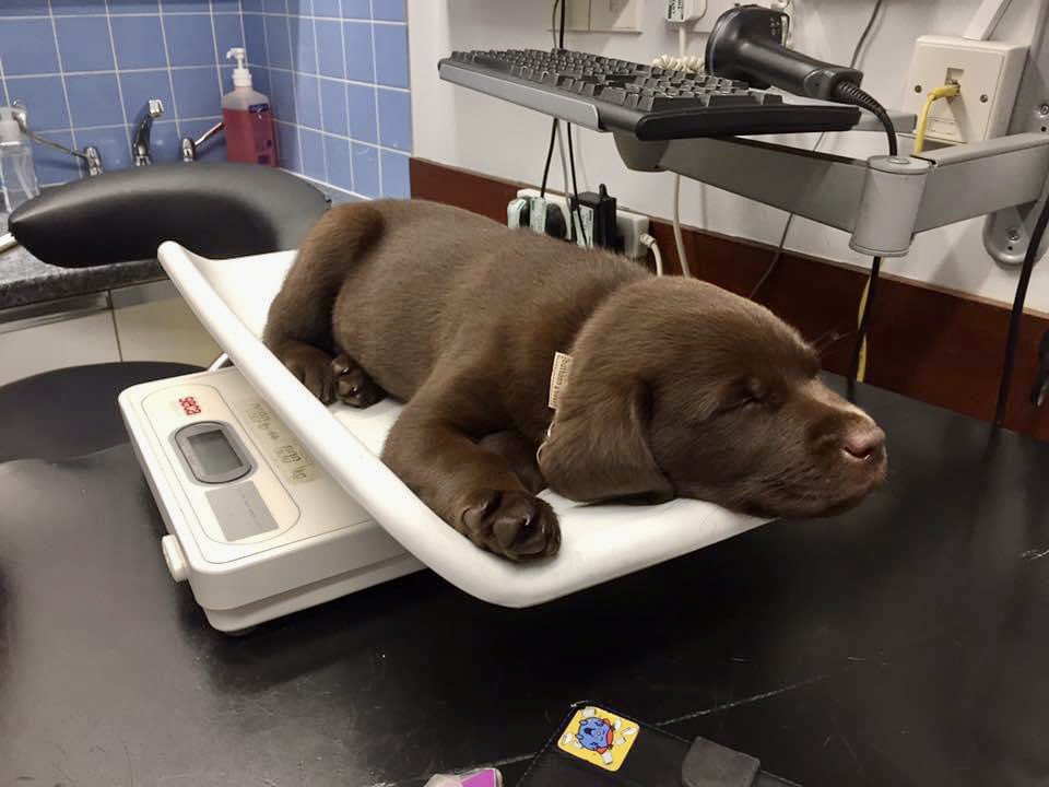 Back in the day when Tilly was a pup and her first visit to the vet and weigh in. Fair to say she took it in her stride. 💤💤💤🤎 #DogsOfTwitter #Labrador #ChocolateLab #SleepyHead