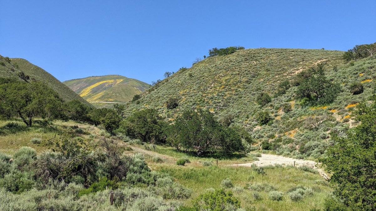 Arroyo Seco views and wildflowers this afternoon.
#CAwx #MontereyCounty