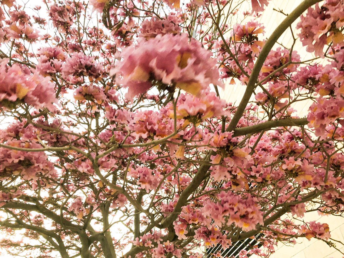 laurajauld's tweet photo. Flower Season.
#Flowers #tree #photography #photo #flowertree https://t.co/NdFLUSFevv
