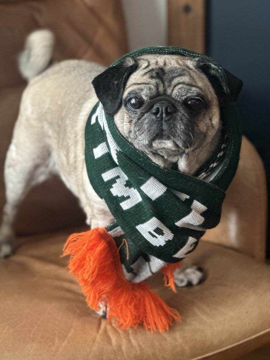 SammythePugg's tweet photo. Statement win #puglife #RCTID https://t.co/Qgw21VskKj