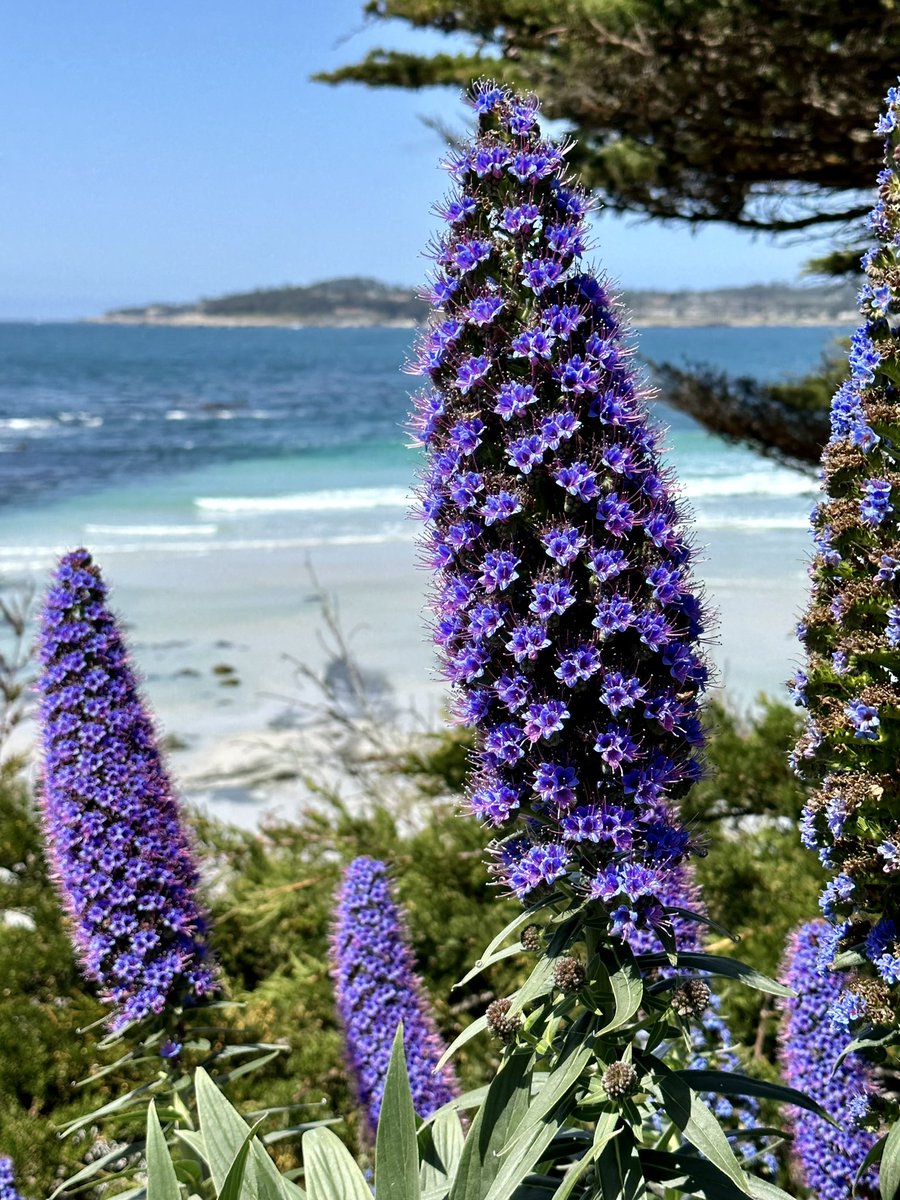 Couple of relaxing days alongside the Pacific Ocean in Carmel by the Sea!  #CarmelbytheSea